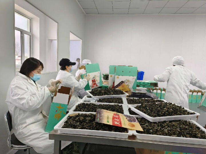 十八站林业局依西肯林场职工正在生产车间打包木耳(刘晓东 摄)