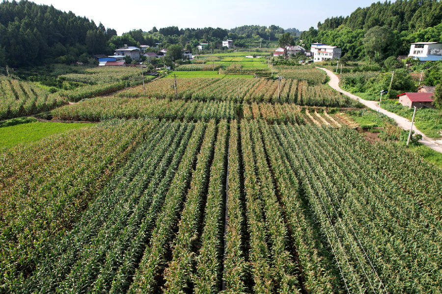 宝林镇双碑村大豆玉米带状复合种植模式玉米百亩超高产攻关片（谢义 摄）