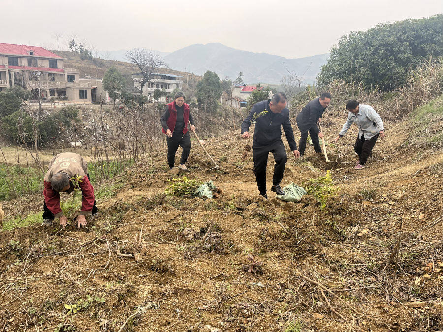 村支书带领村民种桑树苗（陈际际 摄）