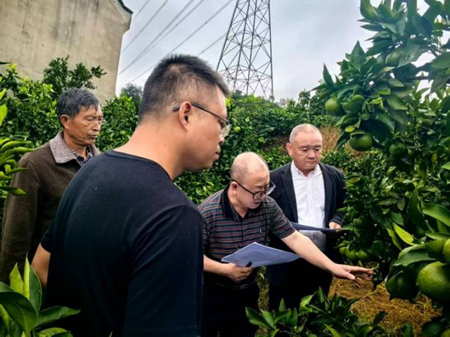 图2 雁江蜜柑果王、树王评选.jpg