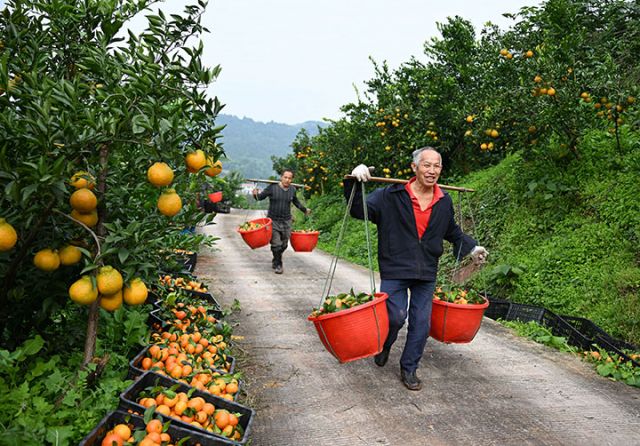 图4 专合社社员和果农正在转运砂糖桔.jpg