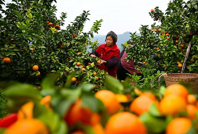 图5 专合社社员和果农正在采摘砂糖桔.jpg
