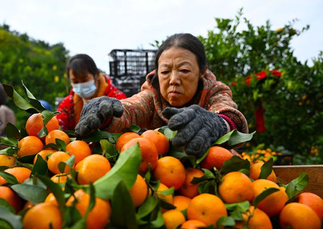 图3 专合社社员和果农正在把新鲜采摘的砂糖桔分拣、装框。.jpg